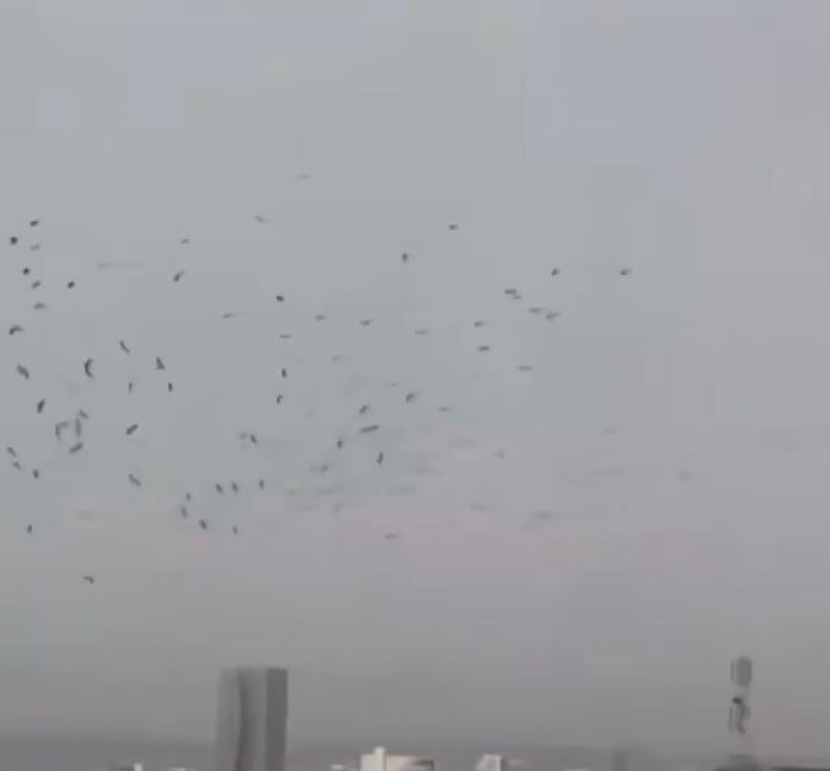 Milliers de corbeaux noirs volant au-dessus des bâtiments de Tel-Aviv en Israël